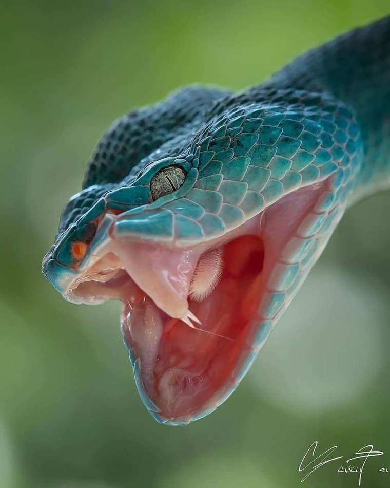 Голубая куфия гадюка