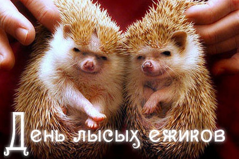 День лысых ежиков 17 августа