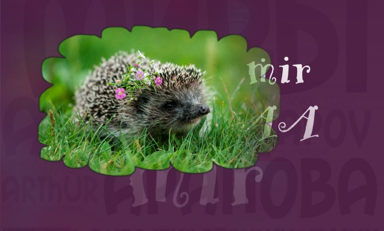 Ежик картинка