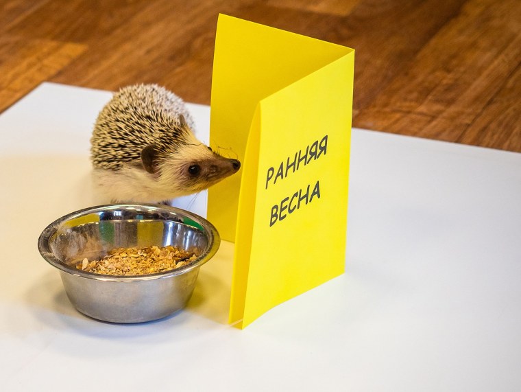 Ёжик предсказатель