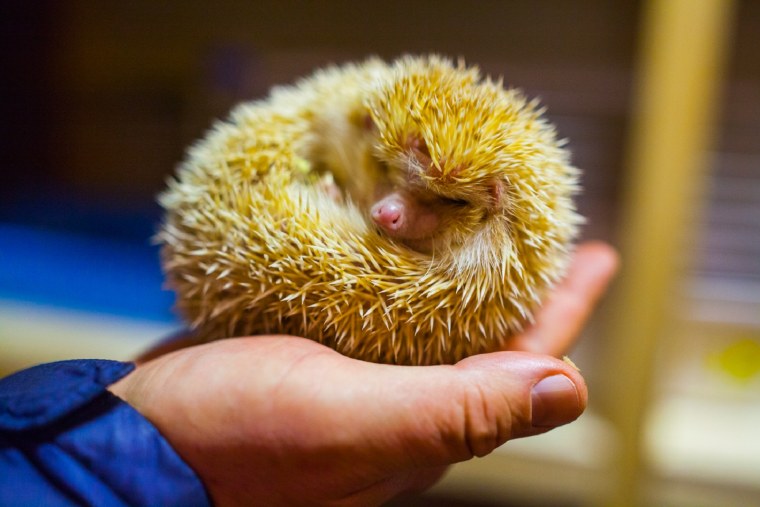 День Ёжика в России