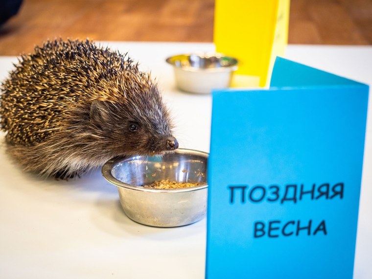 Ёжик предсказатель