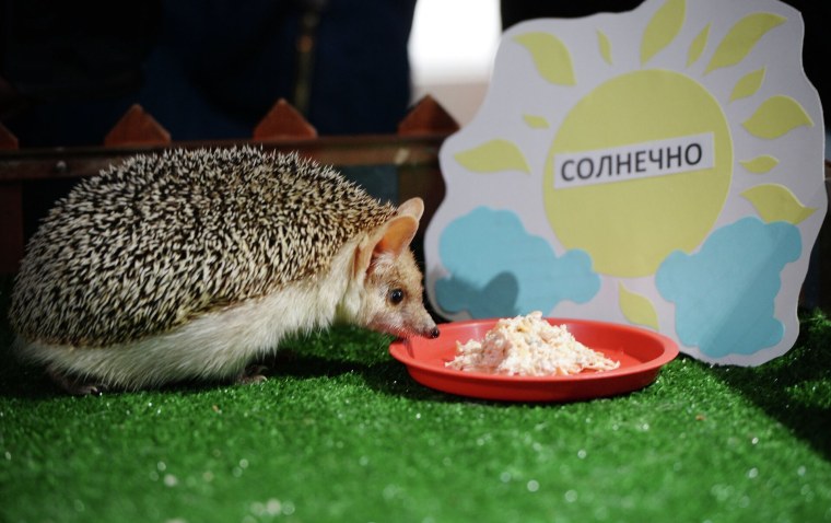 День ежа 2 февраля