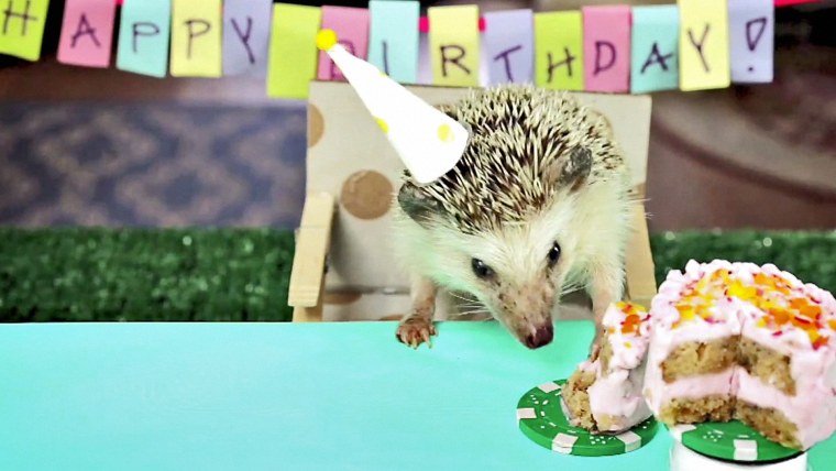 Ежик празднует день рождения