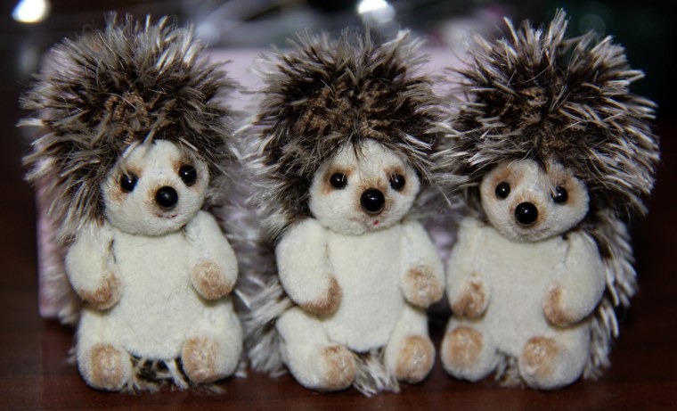 Всемирный день ежиков