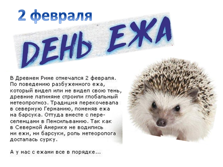 Всемирный день ежа