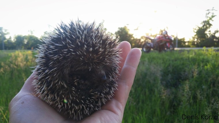 Кукурузный Ежик