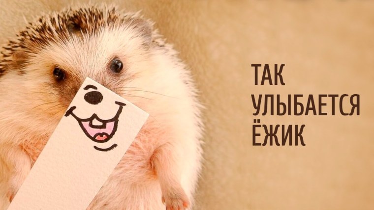 Улыбнись Ежик