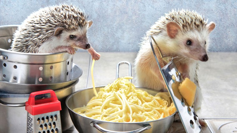 Еремина Елена Тайная жизнь ежиков