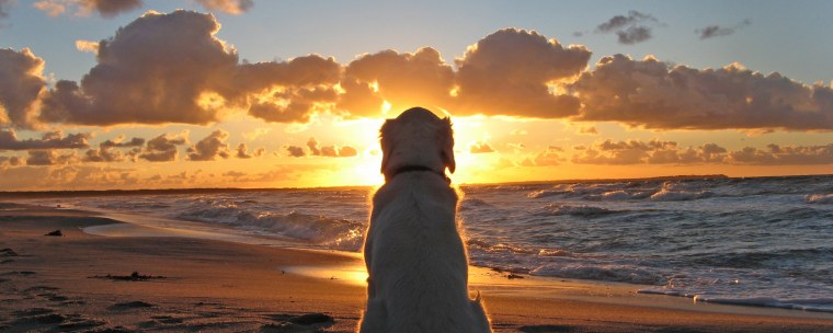 Собака сидит на берегу моря