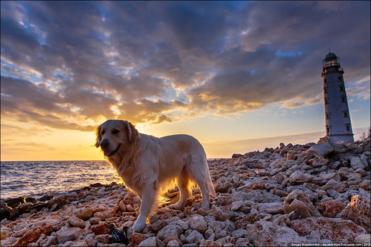 Собака на море