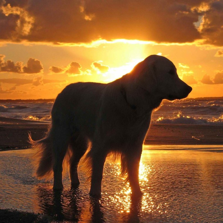 Собака на закате