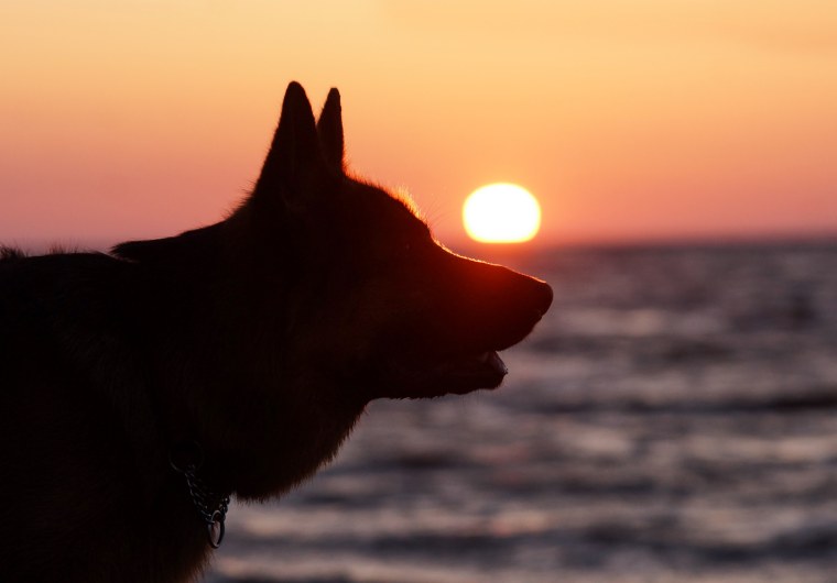 Собака на фоне заката