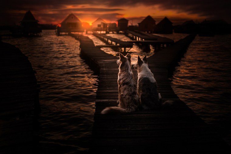 Две собаки у заката