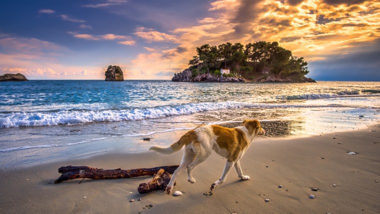 Собака на море