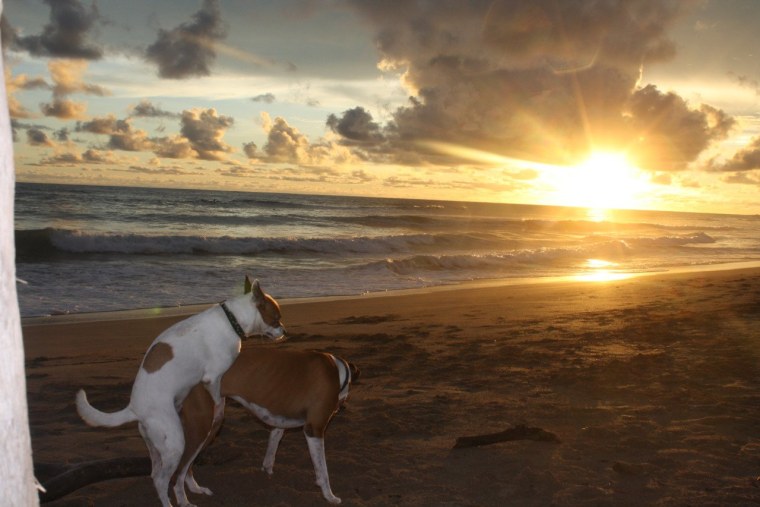 Собака срет на фоне заката