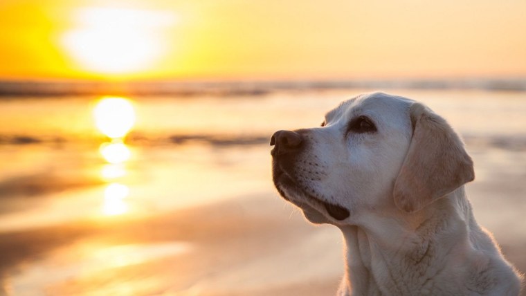 Лабрадор на фоне моря