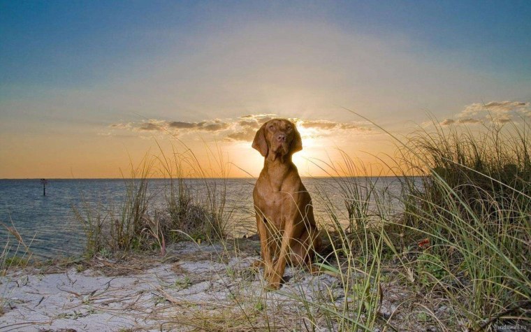 Море лабрадор Флора и фауна