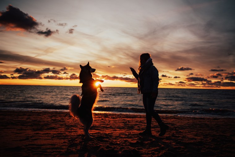 Девушка с собакой закатом боком