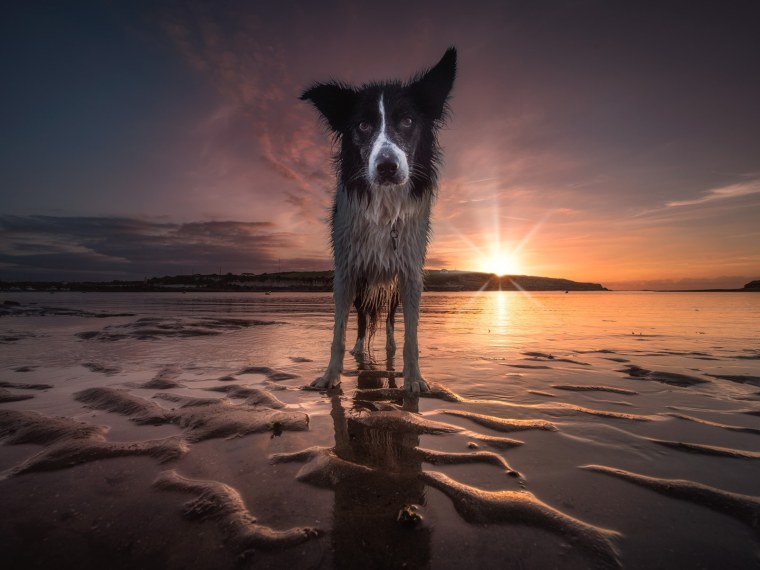 Бордер колли на закате