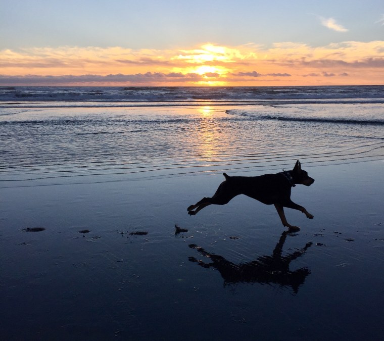 Доберман в прыжке