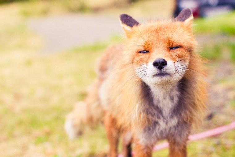 Некрасивая лиса