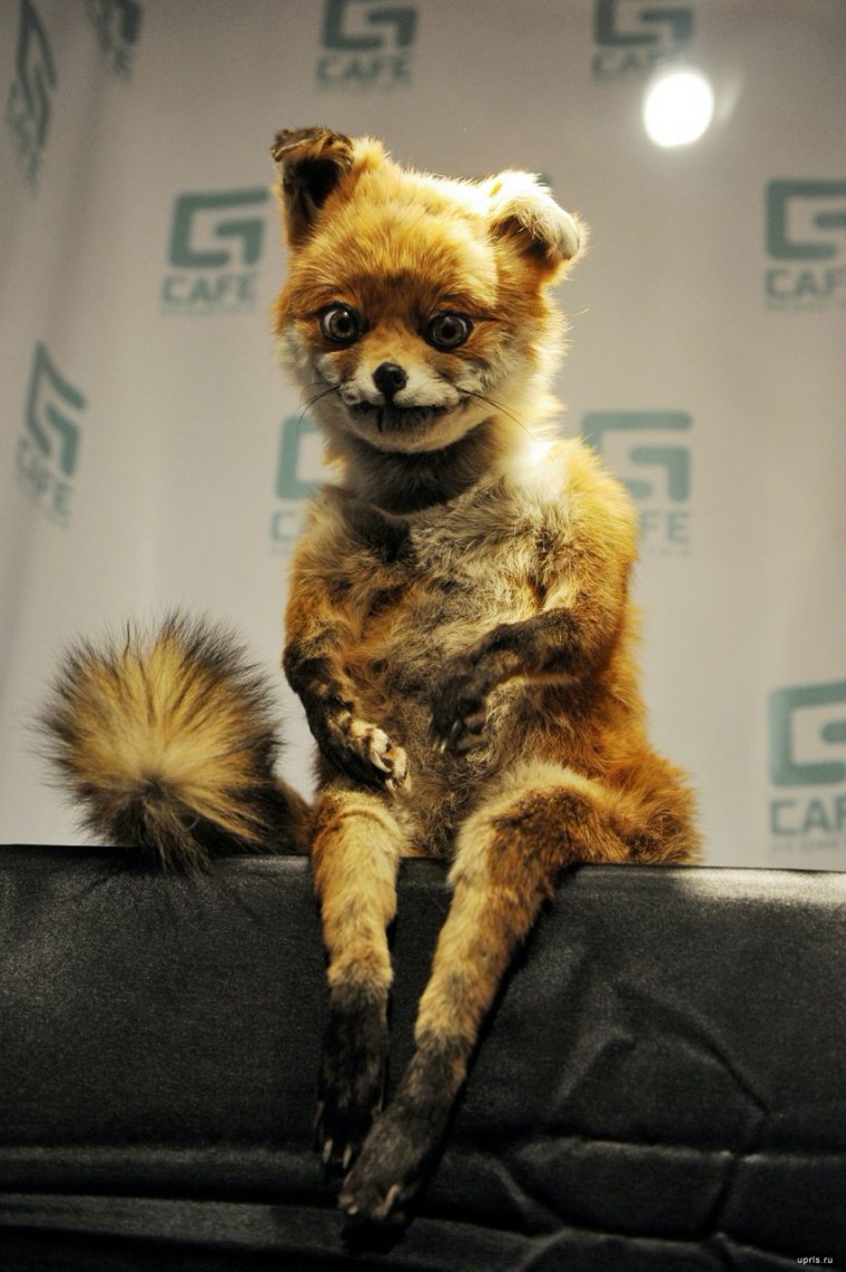 Упоротый Лис 2008