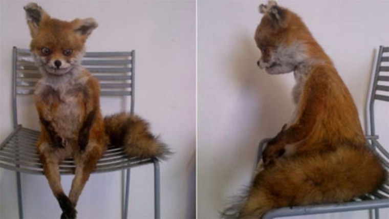 Лиса до и после