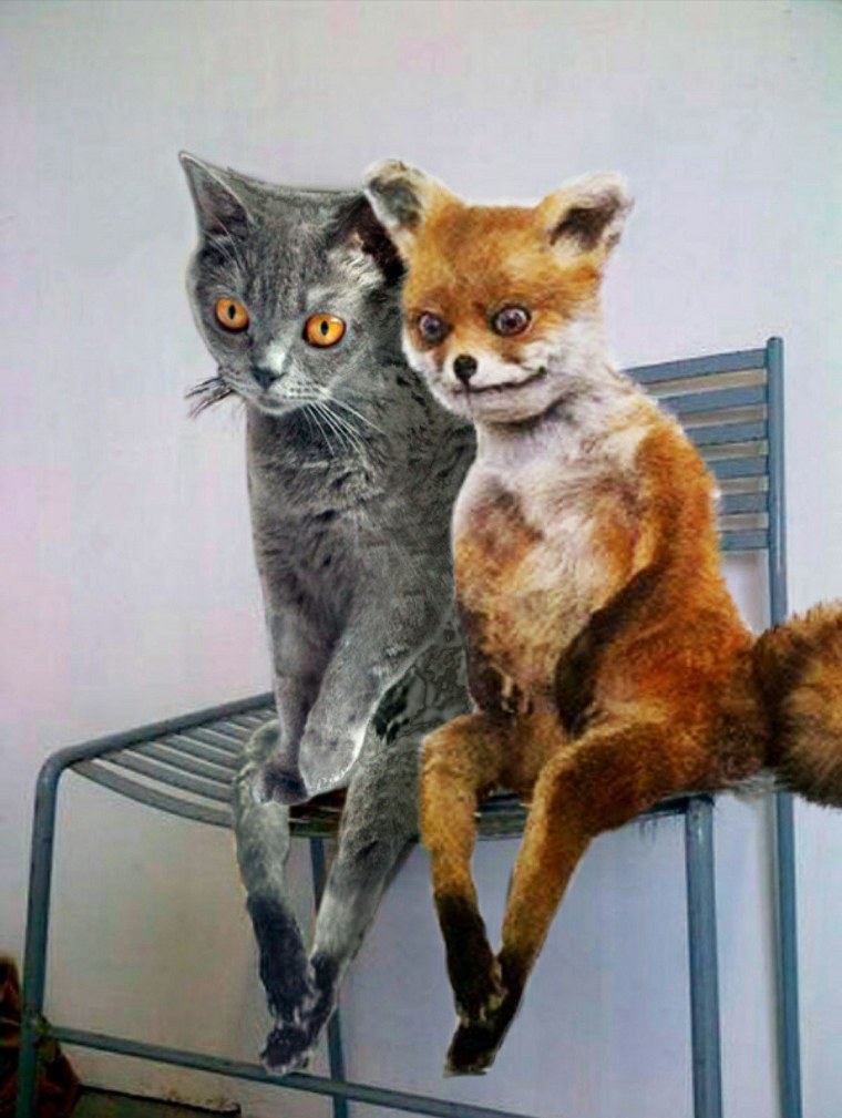 Прикольный Лис