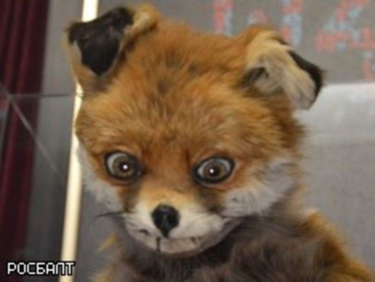 Упоротое лицо лисы