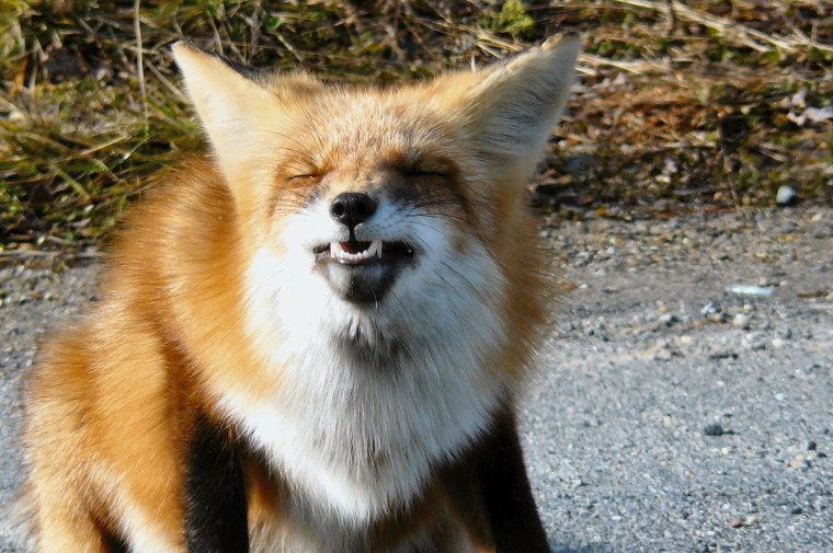 Улыбка лиса