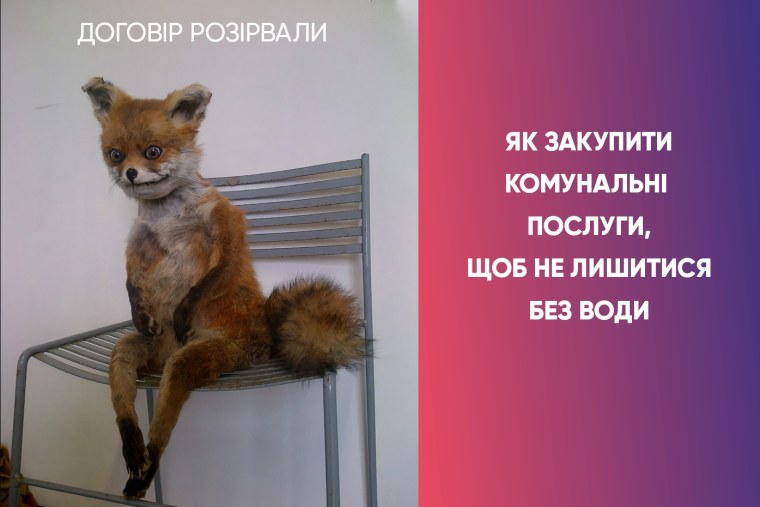 Лиса до и после отпуска