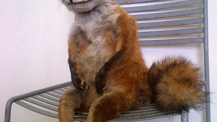 Лиса с руками Мем