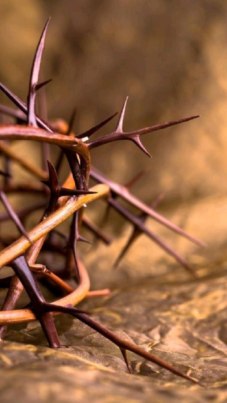 Тернии Терновник