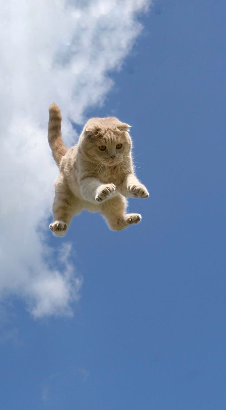 Кот в полете