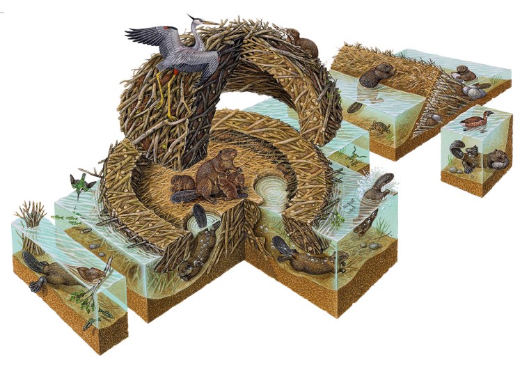 Макет бобровой хатки