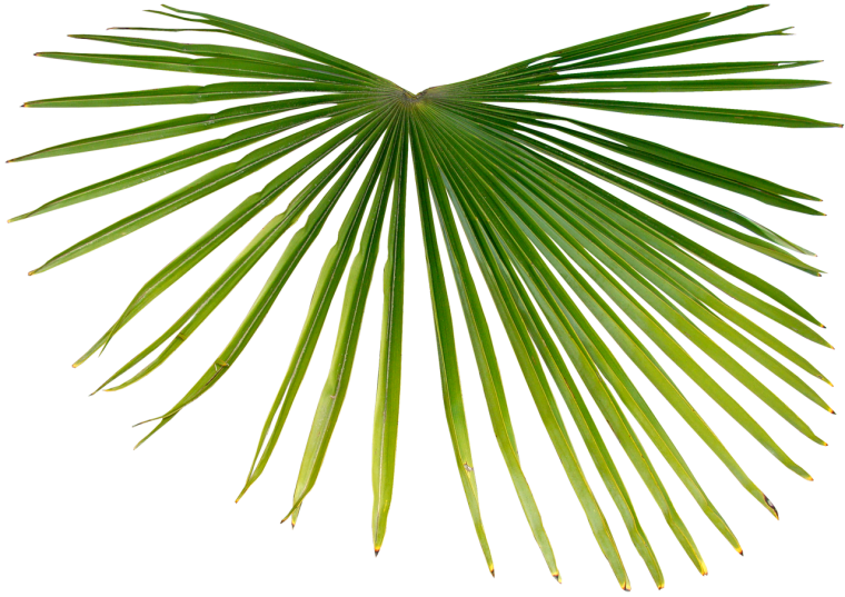 Лист веерной пальмы