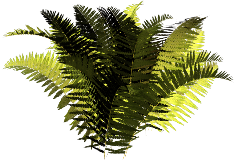 Папоротник куст