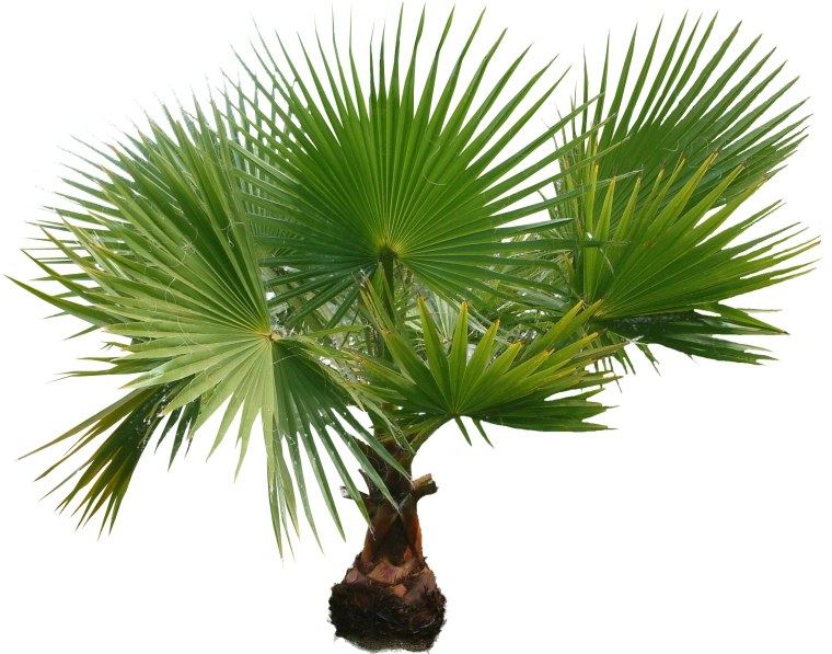 Мексиканская веерная Пальма