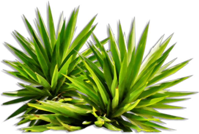 Тропические кусты