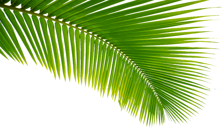 Ветка пальмы