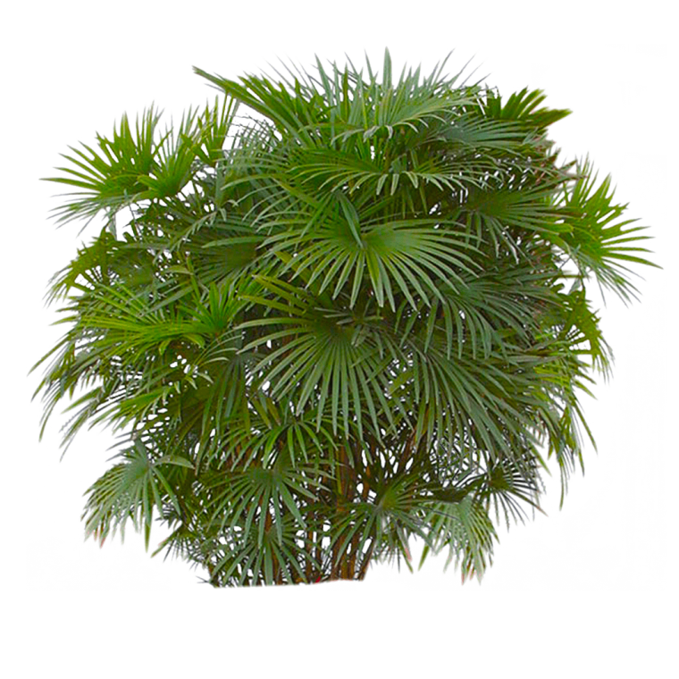 Тропические растения