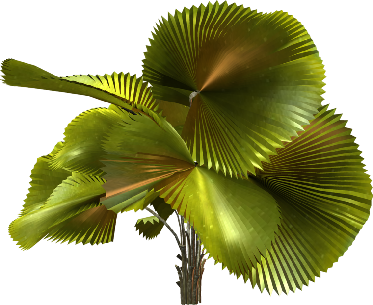 Экзотические растения на прозрачном фоне