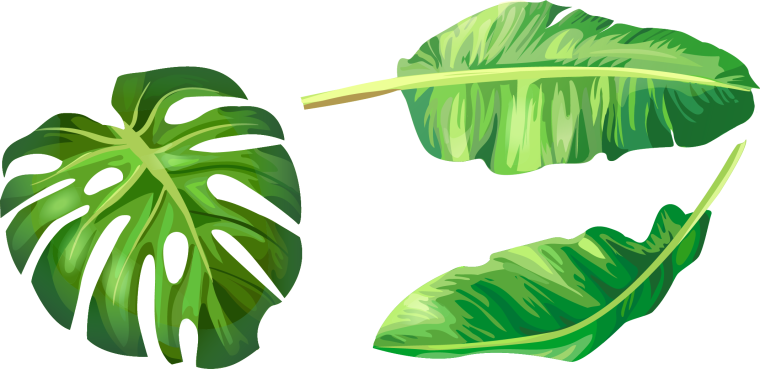 Листья Monstera вектор