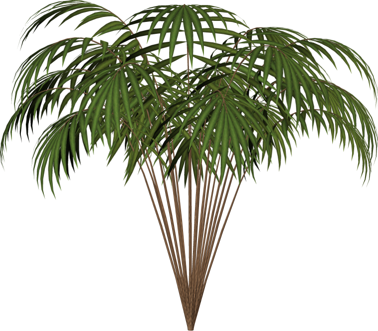 Ветка финиковой пальмы