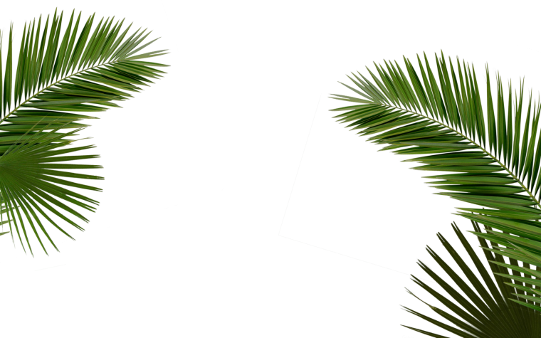 Лист пальмы