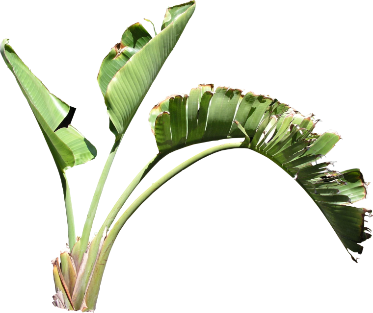 Лист стрелиции на белом фоне