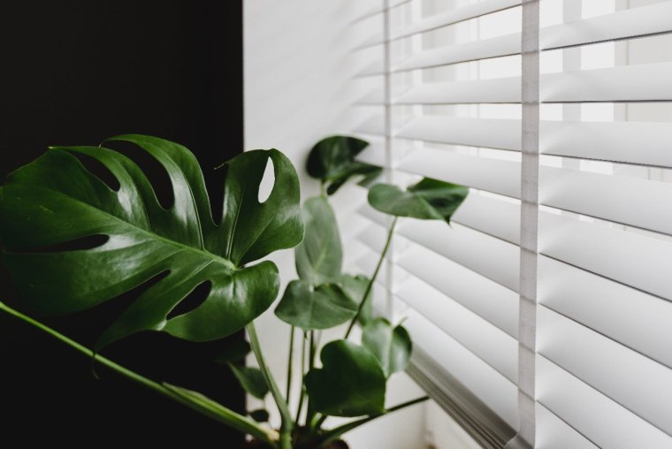 Жалюзи монстера