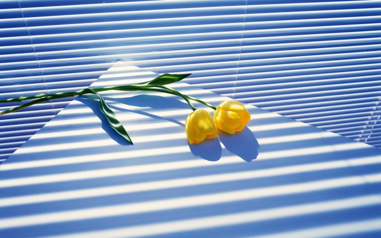 Тюльпаны жалюзи