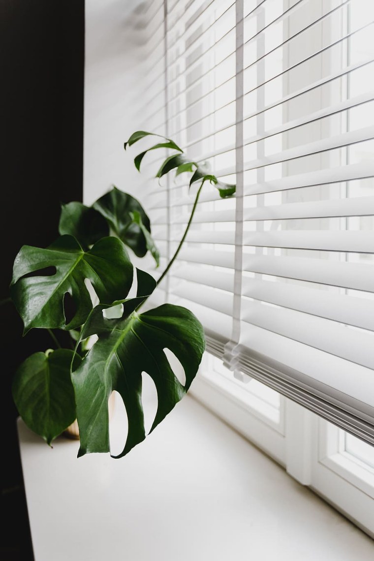 Комнатная монстера на окне